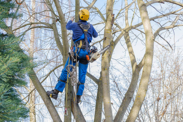 Reliable Harbor Bluffs, FL Tree Services Solutions